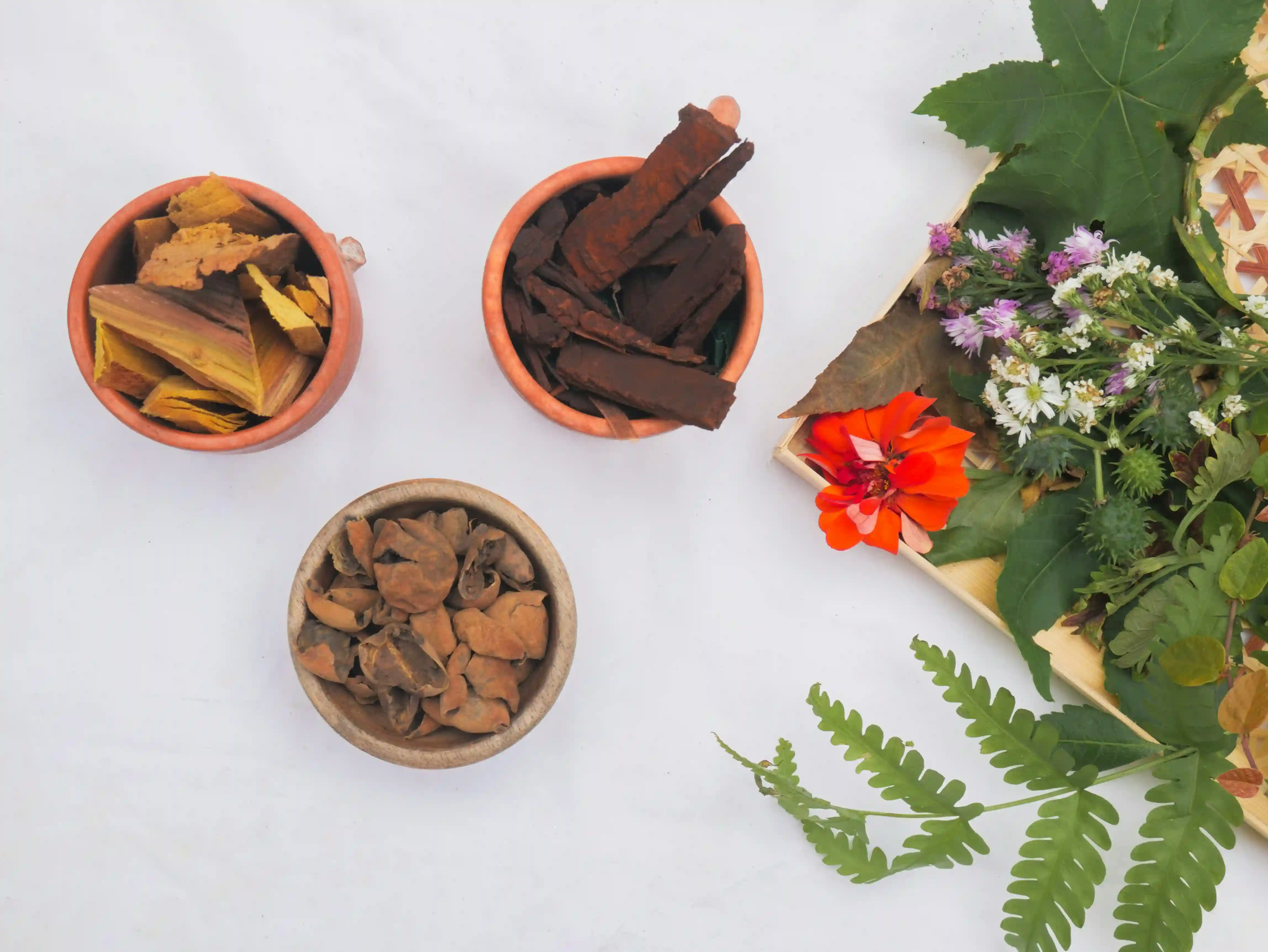Various natural plant ingredients and herbs in wooden bowls